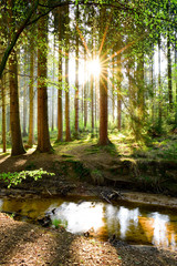 Poster - Beautiful forest in spring with bright sun shining through the trees