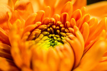 Orange Petal Flower Close Up