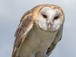 Barn owl portrait in front of blue cloudy sky