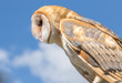 Barn owl profile in front of blue cloudy sky