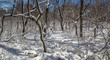 Snowy winter scene in the forest