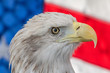 Patriotic bald eagle portrait in front of american flag