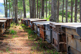 Fototapeta Paryż - Hives in the apiaries stand in a row