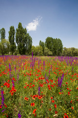 Sticker - urginea maritima flover