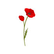 Blooming bright red poppy flowers with stem, floral design element vector Illustration on a white background
