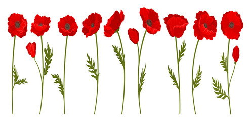 Canvas Print - Collection of bright blooming red poppy flowers with stems and leaves, floral design element vector Illustration on a white background