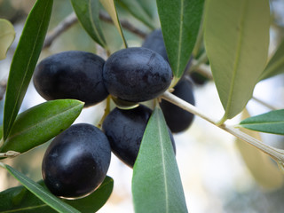 Close up of black olives on the tree