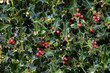 Holly Plant Christmas Background With Red Berries