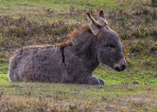 Donkey New Forest
