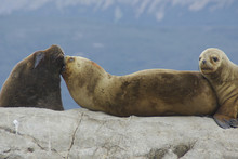 Seals Cuddling On A Rock In The South Of Argentina
