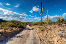 Arizona Desert Road With Saguaro Cacti In Sonoran Desert Near Phoenix, Arizona.
