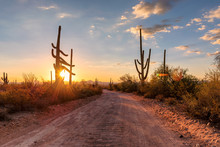 Travel In Arizona Desert At Sunset With Saguaro Cacti In Sonoran Desert Near Phoenix, Arizona.