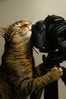 кот и камера