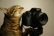 кот и камера