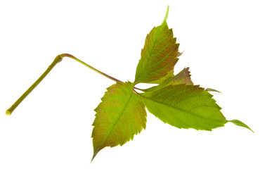 Wall Mural - grape leaves isolated on white background