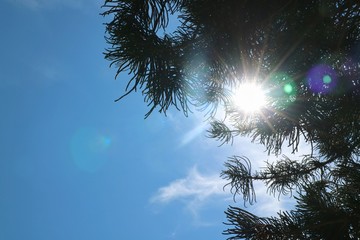 Wall Mural - Pine leaves with flare light of the sun in the morning. Nature background concept.