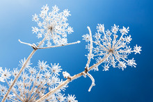 Abstract Flowers In Frost On Blue Sky Background