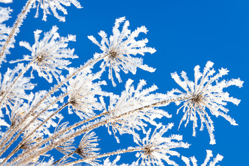 Wall Mural -  branches of dry plants are covered with snow in winter