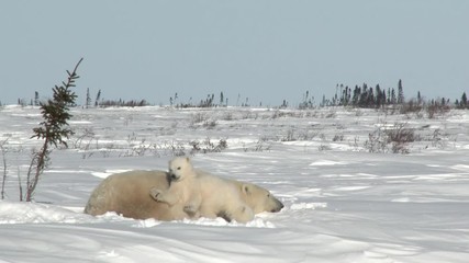 Wall Mural - polar bear cubs (ursus maritimus) mother with two three months old playful cubs at denning site, wap