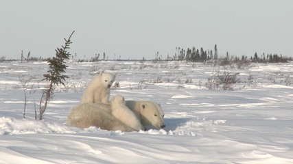 Wall Mural - polar bear cubs (ursus maritimus) mother with two three months old playful cubs at denning site, wap