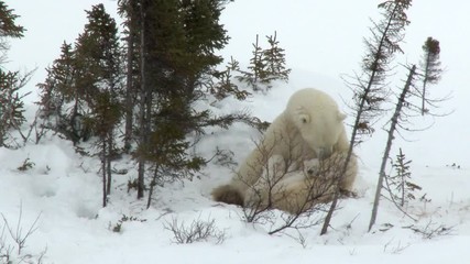 Wall Mural - polar bear cubs (ursus maritimus) mother with two three months old playful cubs at denning site, wap