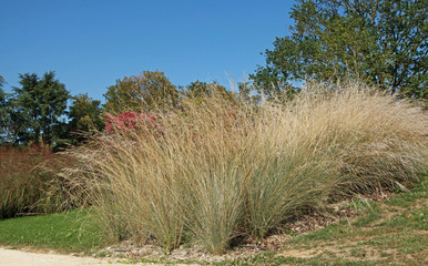 Wall Mural - graminée eragrostis spectabilis