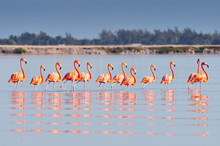 A Row Of American Flamingos (Phoenicopterus Ruber Ruber American Flamingo) In The Rio Lagardos, Mexico.