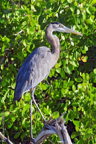 Fotografia The great blue heron (Ardea herodias) is a large wading bird in the heron family, Rio Lagartos Natural Reserve, Mexico
