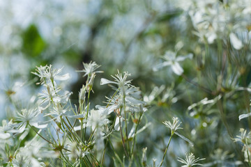 white flowers on the field