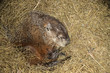 Woodchuck hibernating taken under controlled conditions in Minnesota