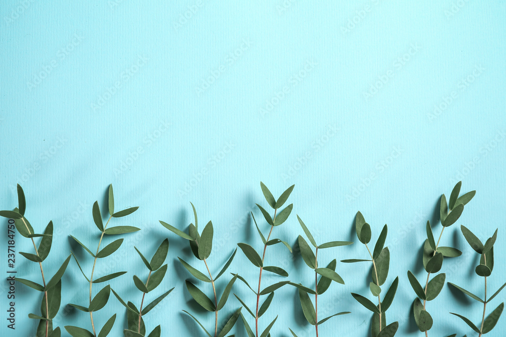 Green eucalyptus branches on color background