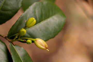 Poster - Ochna at garden