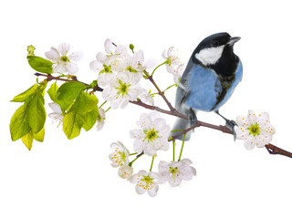 blue colored tit on cherry tree blossoming branch isolated on white