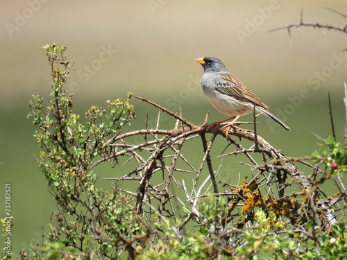 Petit Oiseau Des Champs Au Pérou Buy This Stock Photo And