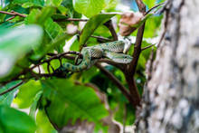 Snake On Twig Of Tree
