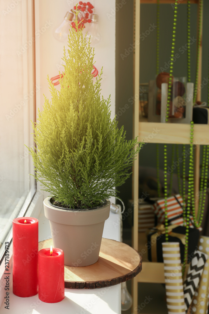 Pot with thuya tree and burning candles on windowsill