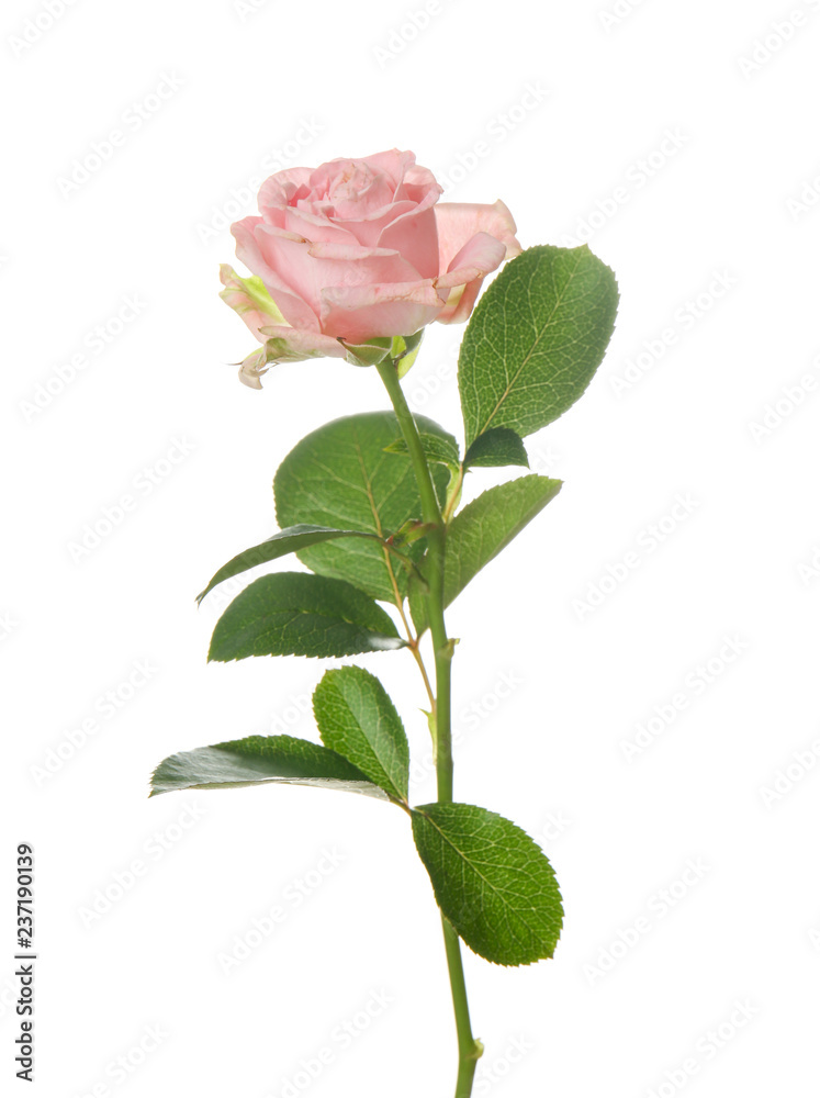 Beautiful rose on white background