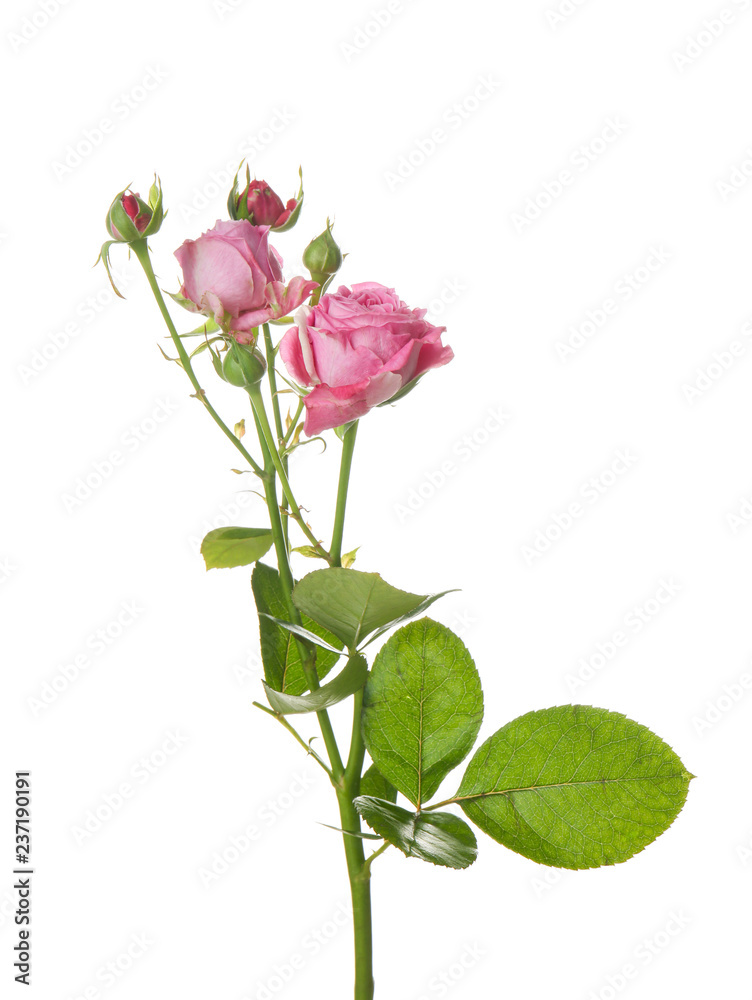 Beautiful fresh roses on white background