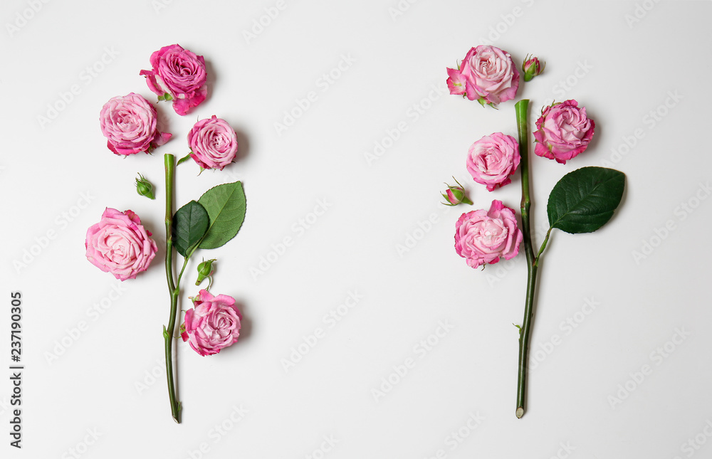Beautiful pink roses on white background