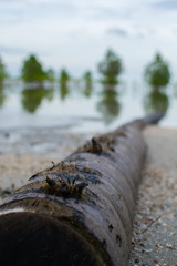 A tree trunk on the floor, tropical beach.