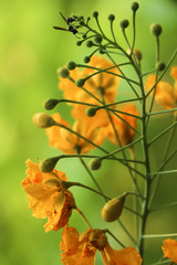 Poster - Caesalpinia pulcherrima in garden