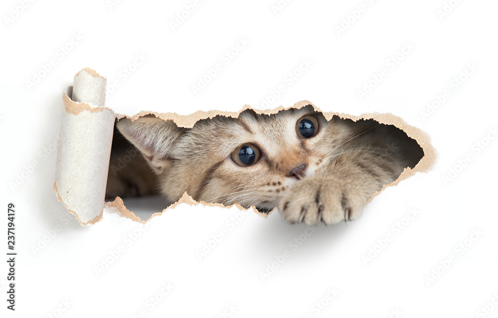 Funny cat looking through paper hole - obrazy, fototapety, plakaty 