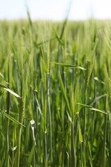 Close up of green wheat in field