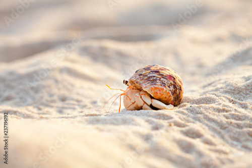 Fotografía Small hermit crab in the sand of the island Koh Mook, Thailand