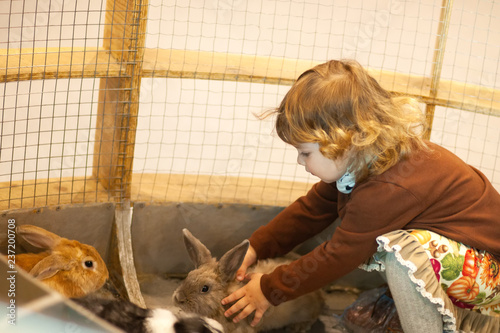 Cuadros en Lienzo Adorable little girl playing with rabbit at the petting zoo