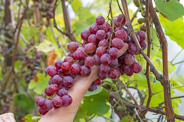 Wall Mural - Hand and red grapes on a vineyard