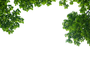 Green tree branch isolated