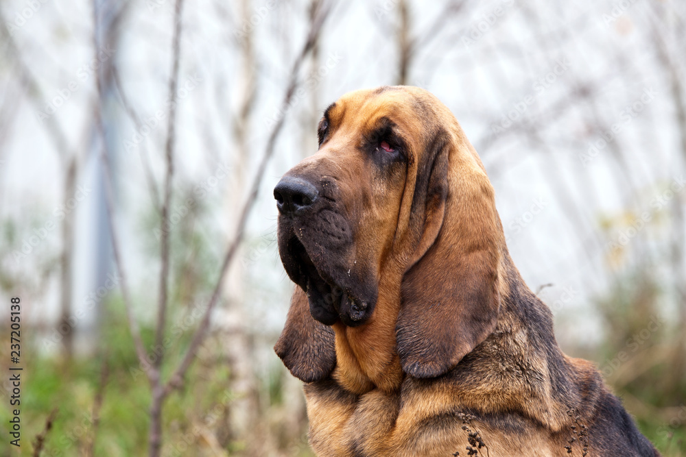 Dog breed bloodhound portrait on nature - obrazy, fototapety, plakaty 
