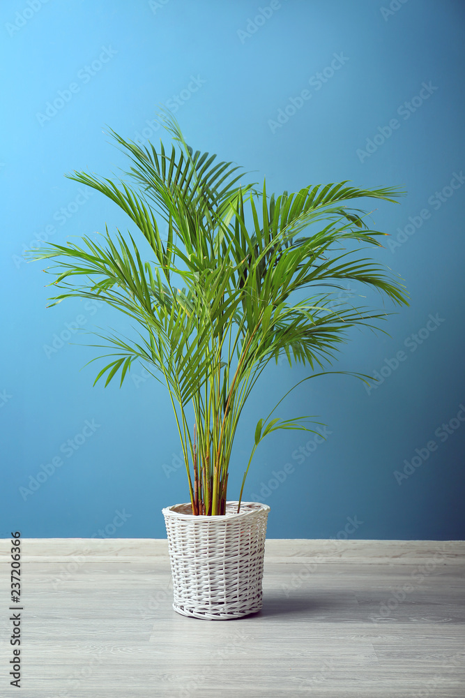 Decorative Areca palm near color wall