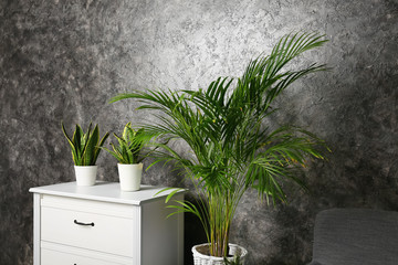 Wall Mural - Decorative Areca palm in room near grunge wall